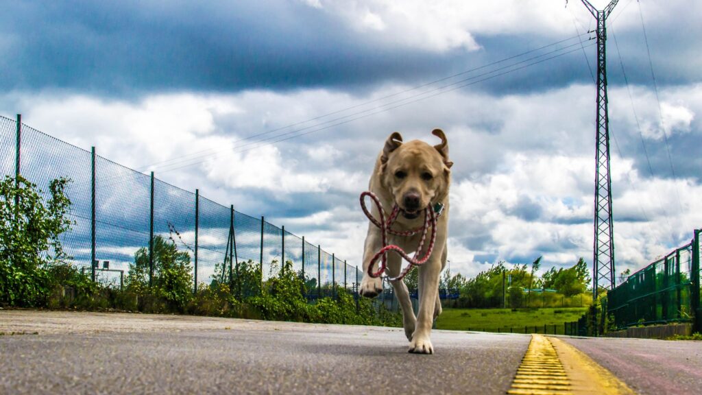 Chien qui fugue avec sa laisse autour du cou