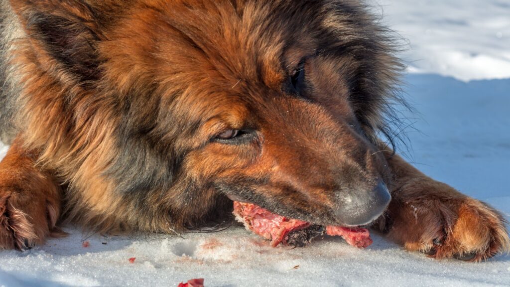 chien qui a goûté au sang