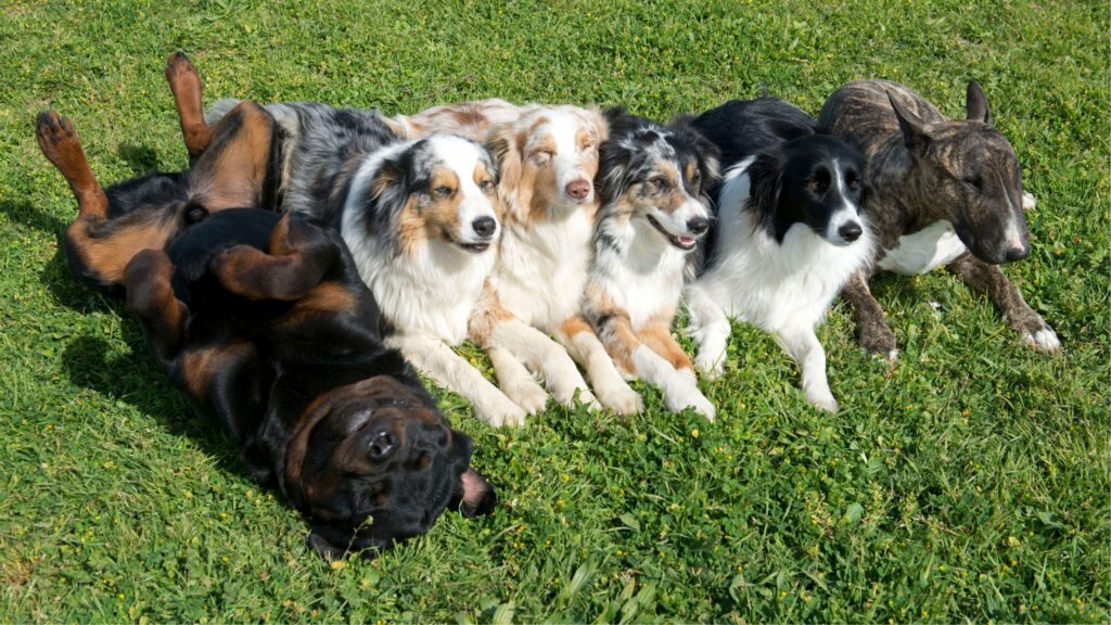 Chiens de différentes races couché ensemble