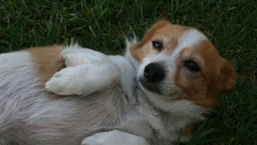 chien qui se tient sur le dos