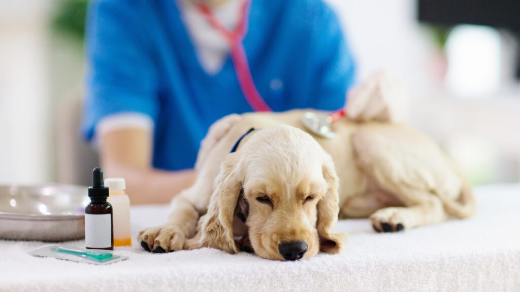 chien au repos après dont de sang