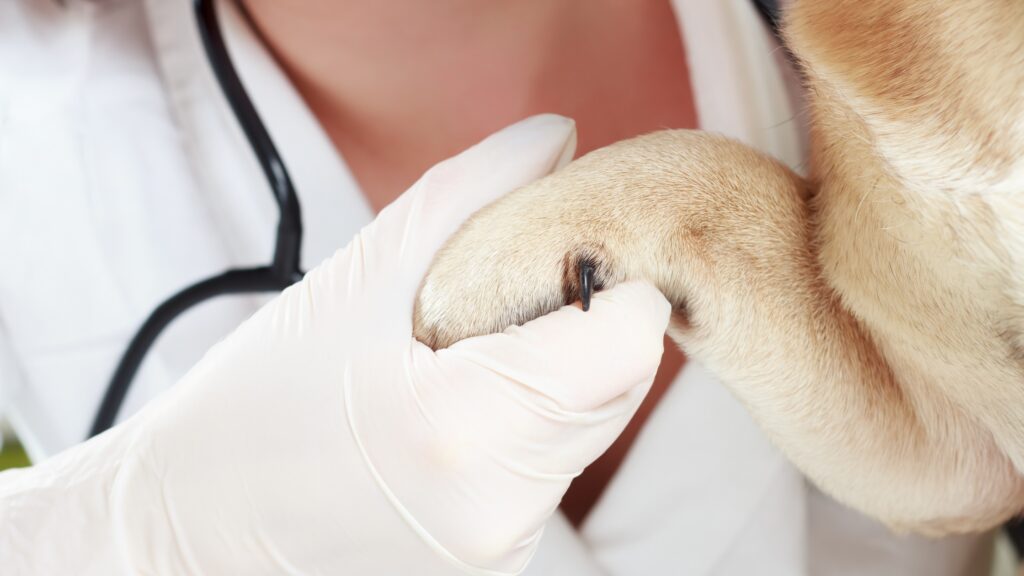 veteritnaire inspectant la patte d'un chien