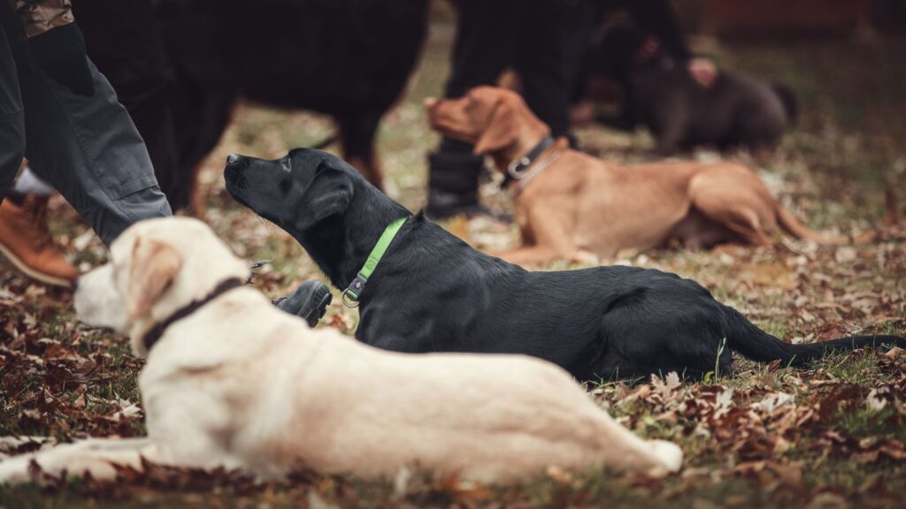 Cours d'éducation positive : chiens couchés
