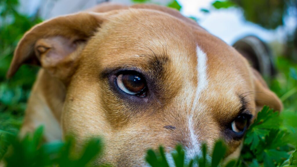 chien au regard triste