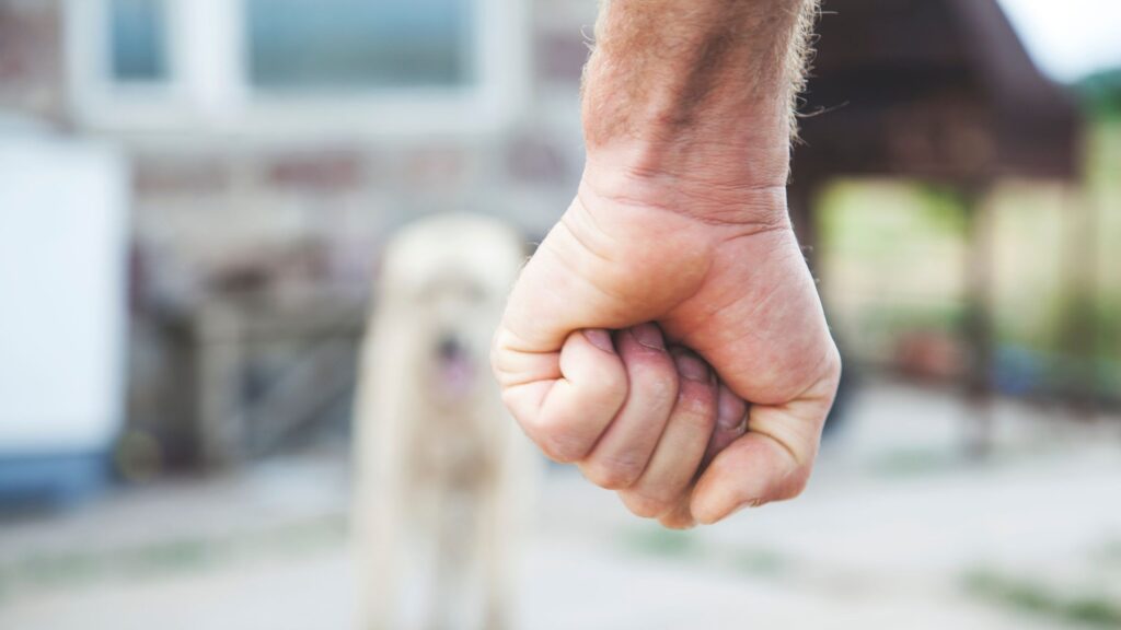 chien traumatisé