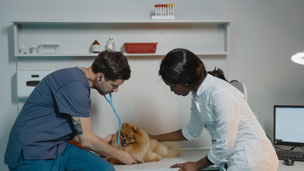 chien en consultation chez le vétérinaire
