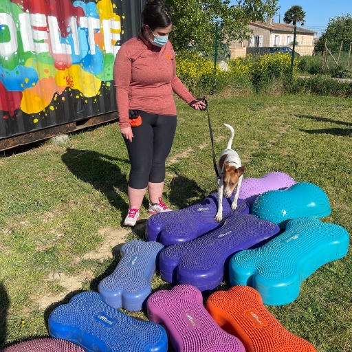 Test de la proprioception canine