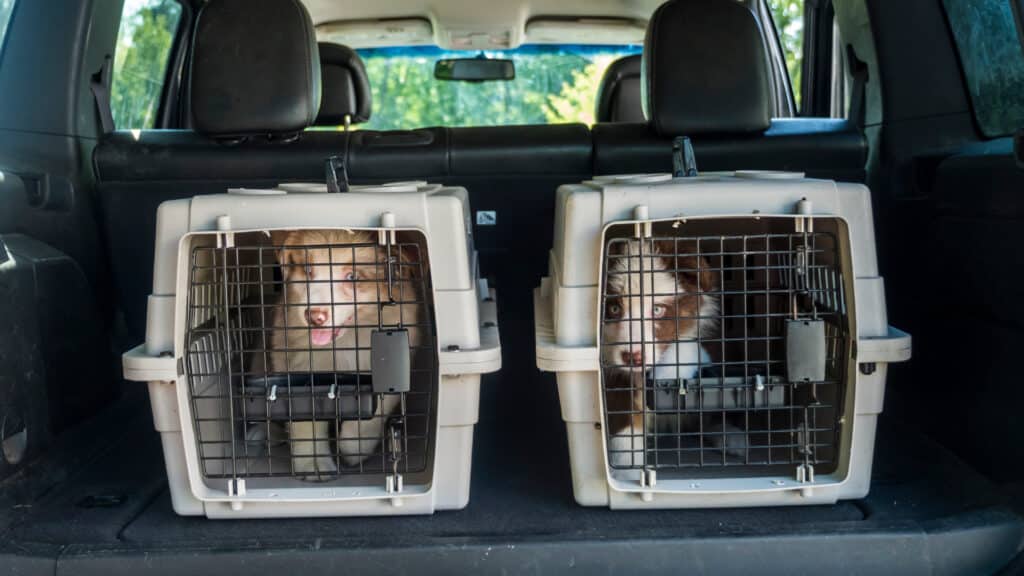 Chiens dans des cages de transport à l'arrière d'une voiture