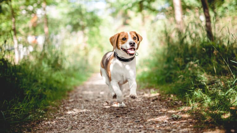 jeune chien adolescent en fôret