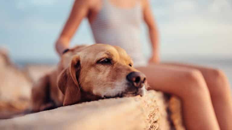 chien en vacance à la plage