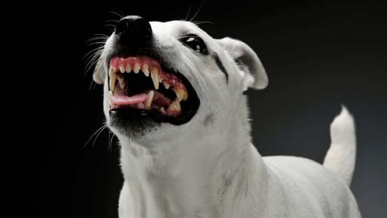 Chien agressif montrant les dents