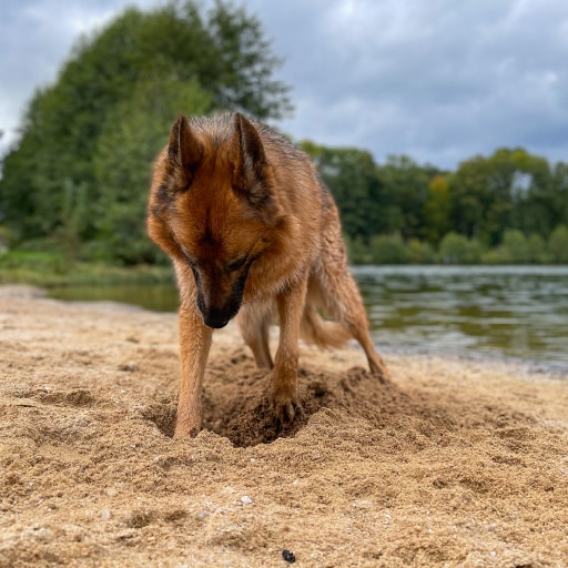 Adolescence du chien : chien qui déterre tout