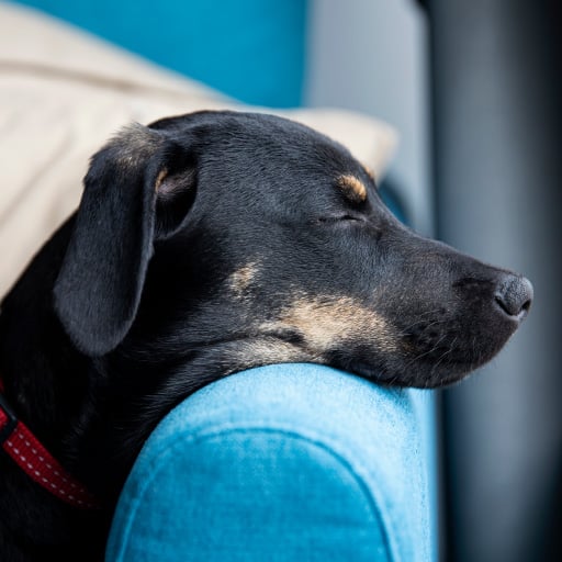 chien adolescannt faisaint une sieste 