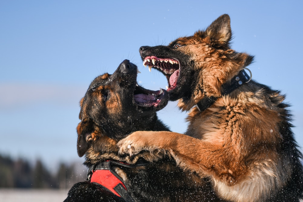 Deux chiens qui s'amusent ensemble