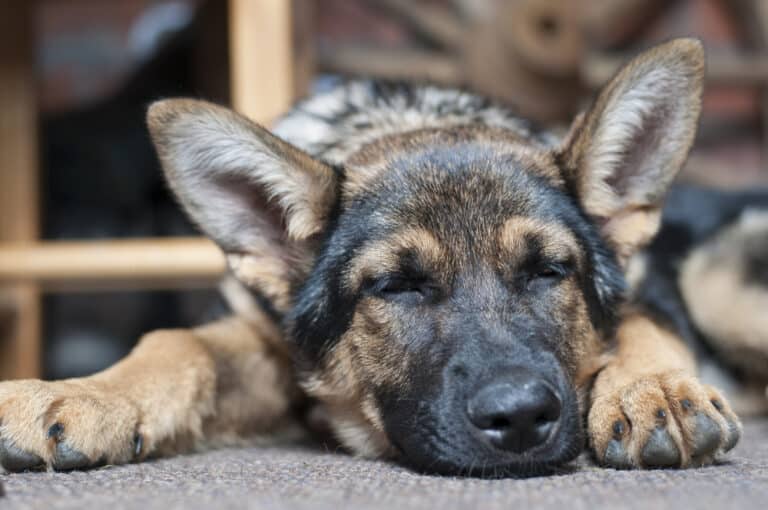 comment fatiguer son chien