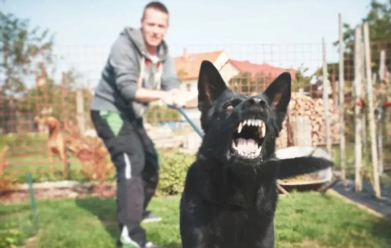 chien réactif qui montre les crocs