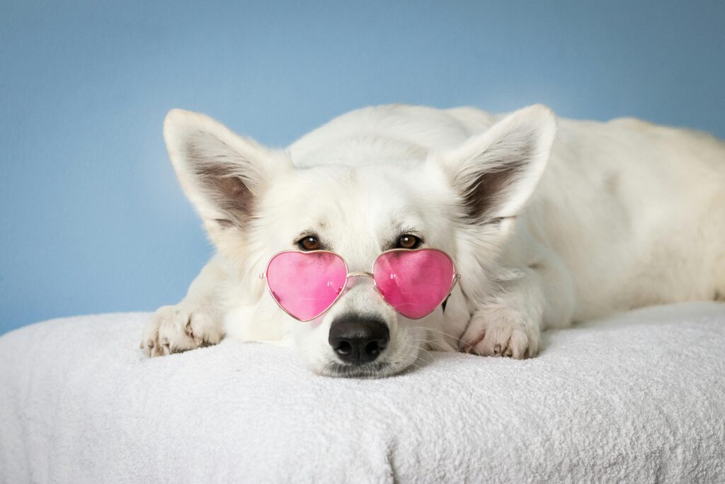 Chien avec des lunettes roses - salaire éducateur canin