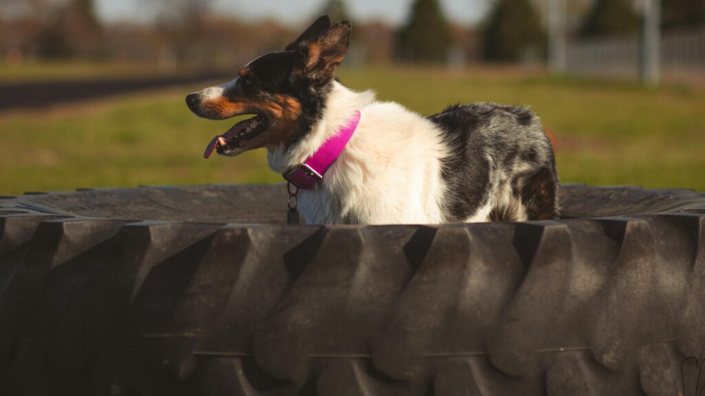 éducation canine, exercice pneu