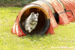 Tunnel d'agility pour chien - Canidélite