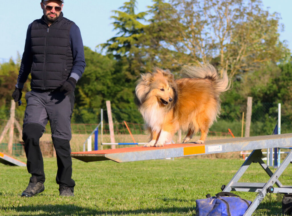 Passerelle - agility pour chien - Canidélite