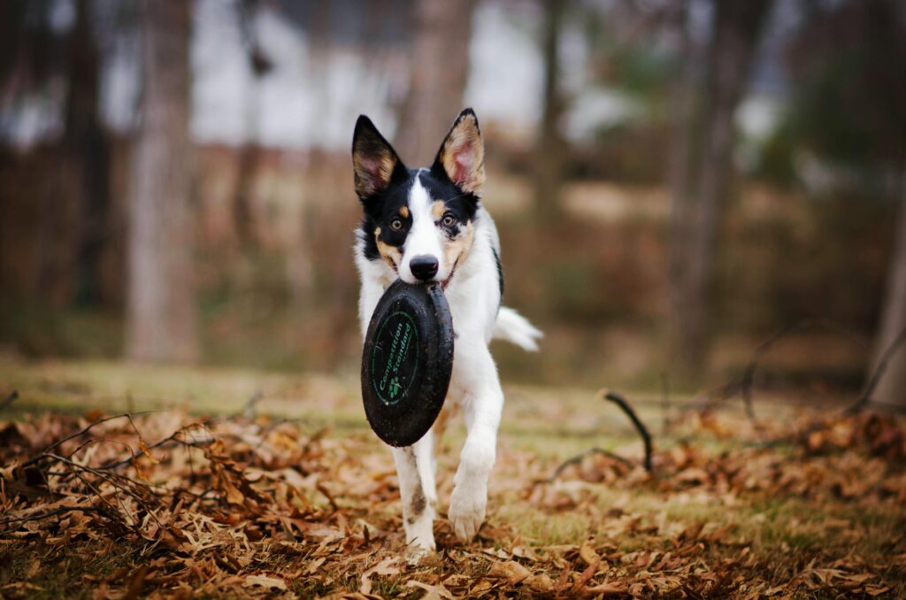 chien avec frisbee dans la bouche - club canin canidelite