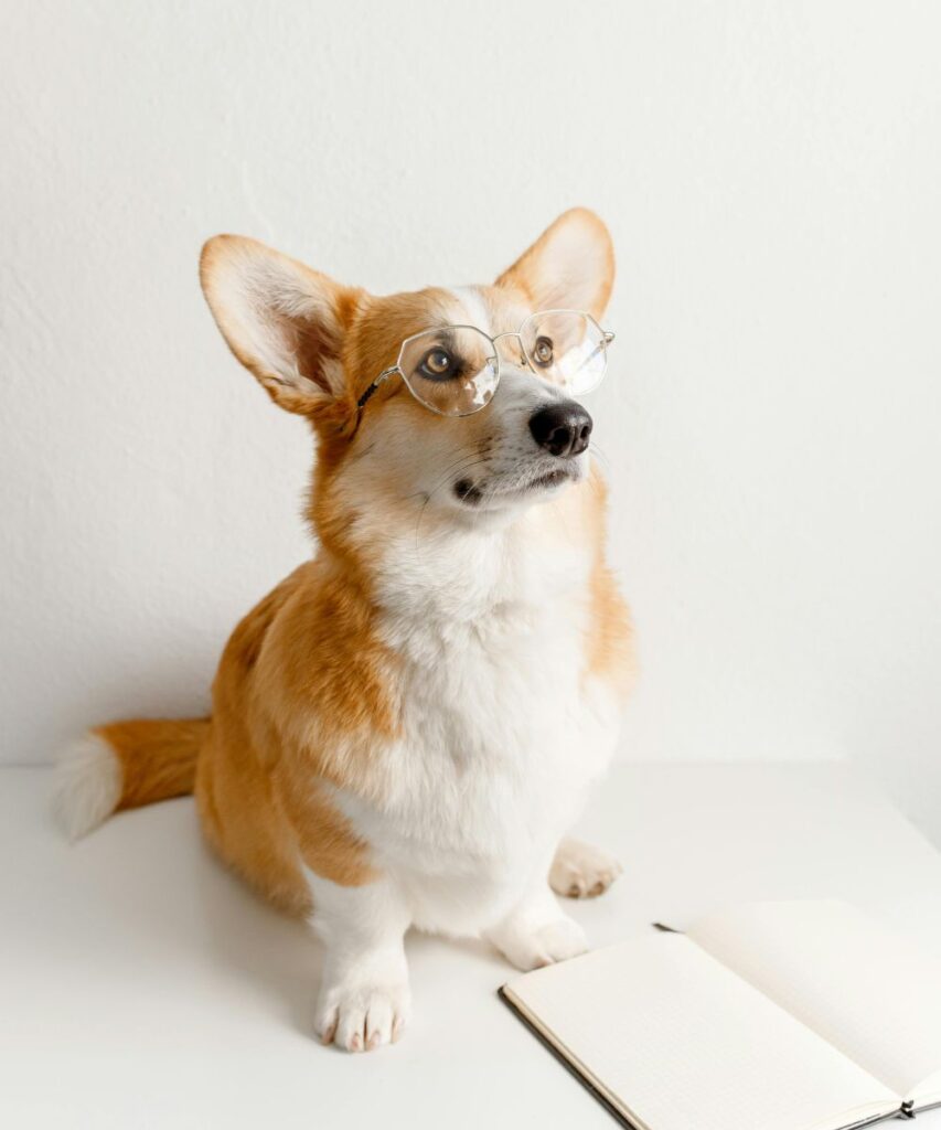 Chien avec lunettes - Formation éducateur canin paris