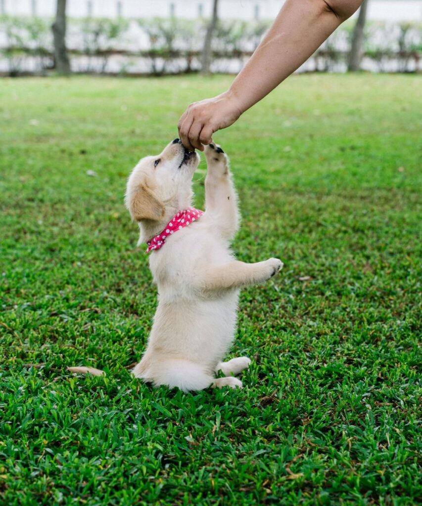 Chiot - Formation éducateur canin toulouse