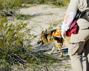 mantraing : chien à la recherche