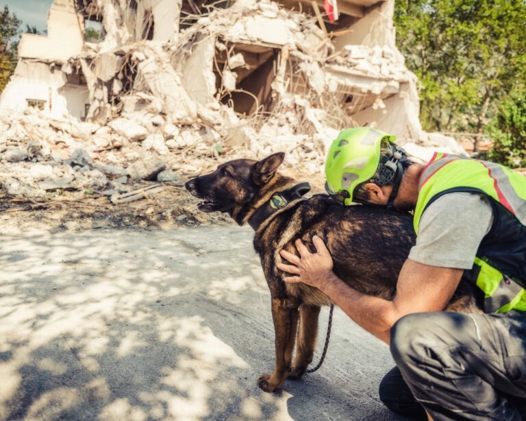 Recherche canine après éffondrement
