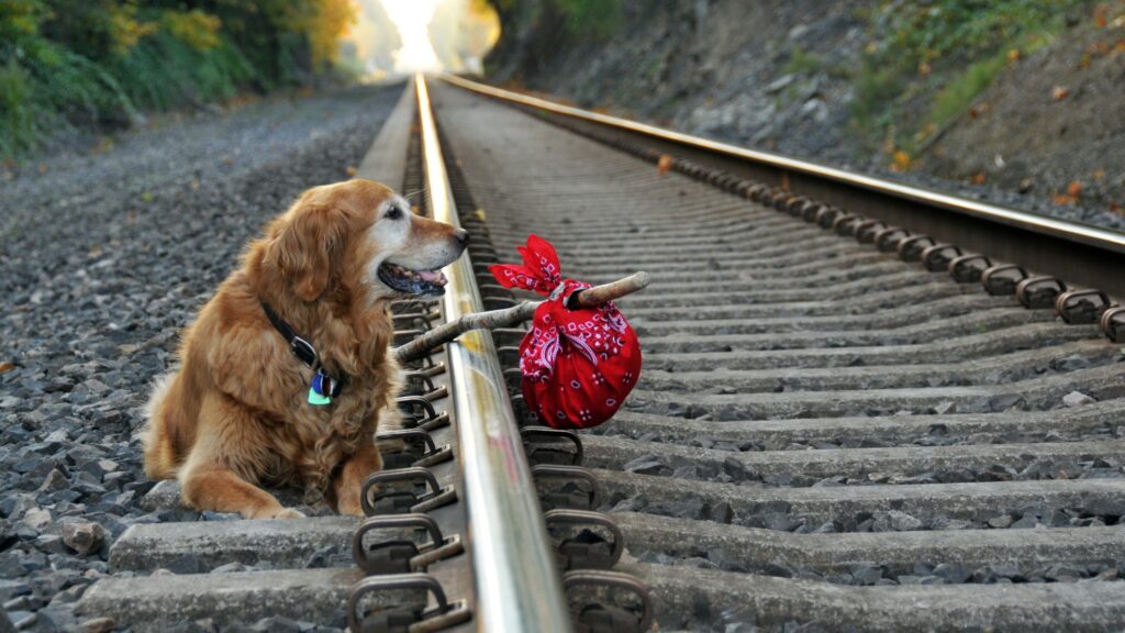 Mise en scène d'un chien qui fugue avec baluchon au bord d'une voie ferré.