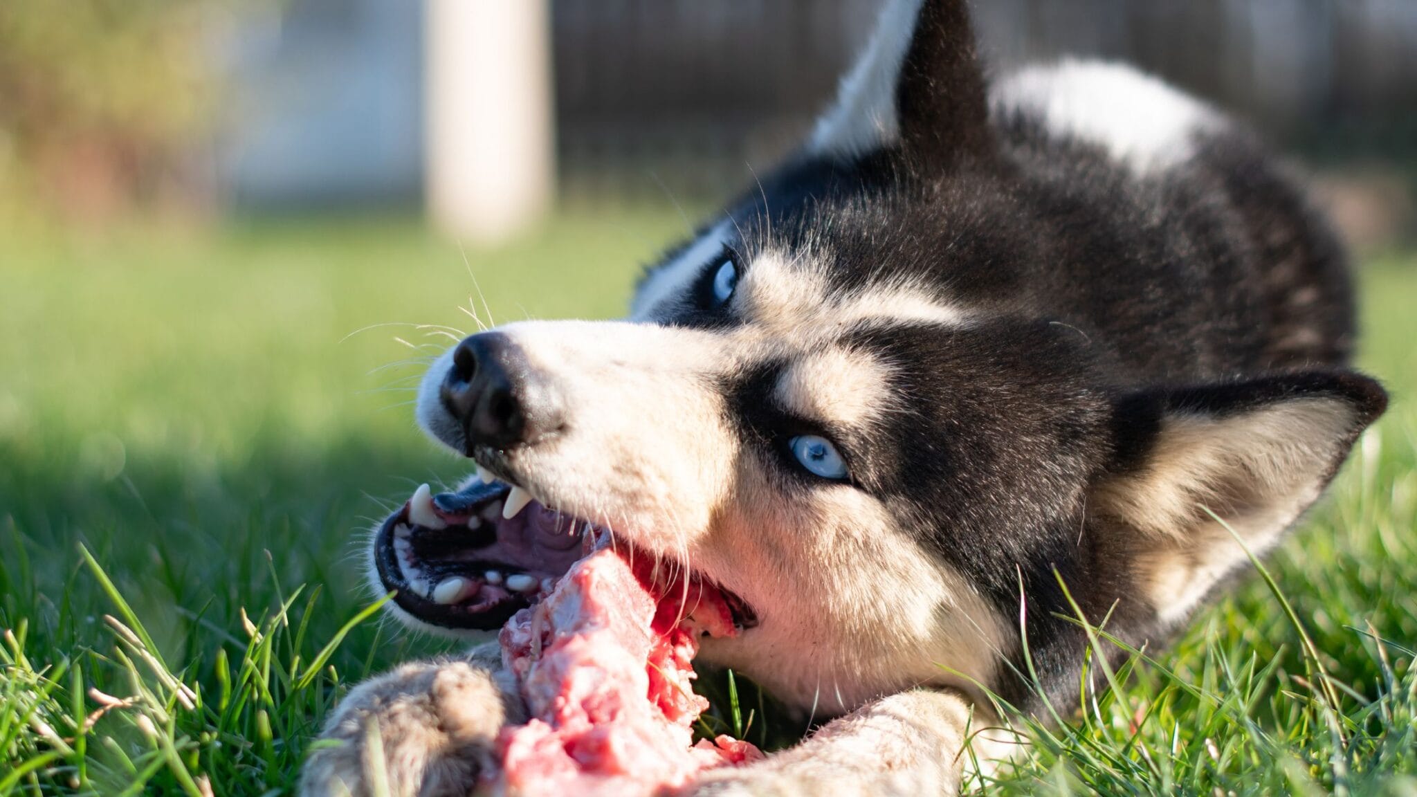 Canidélite | Centre de formation et d'éducation canine