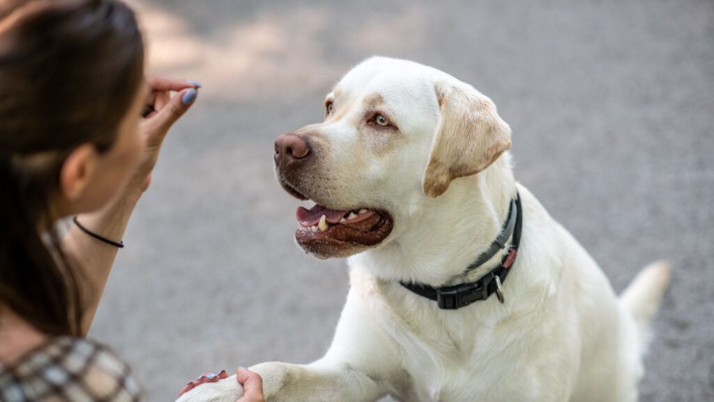 éducation positive du chien grâce à la récompense