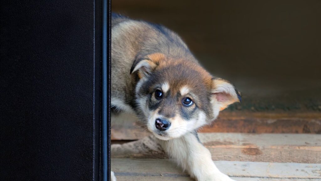adopter un chien traumatisé
