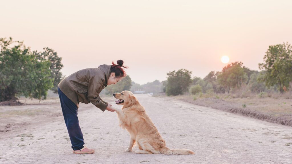 Devenir un bon propriétaire de chien en promenade