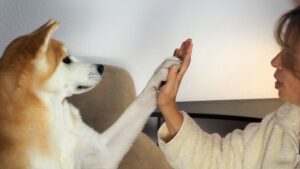 Devenir un bon propriétaire de chien : highfive chien/humain