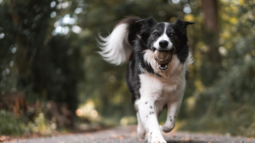 chien qui ramène une balle par instinct