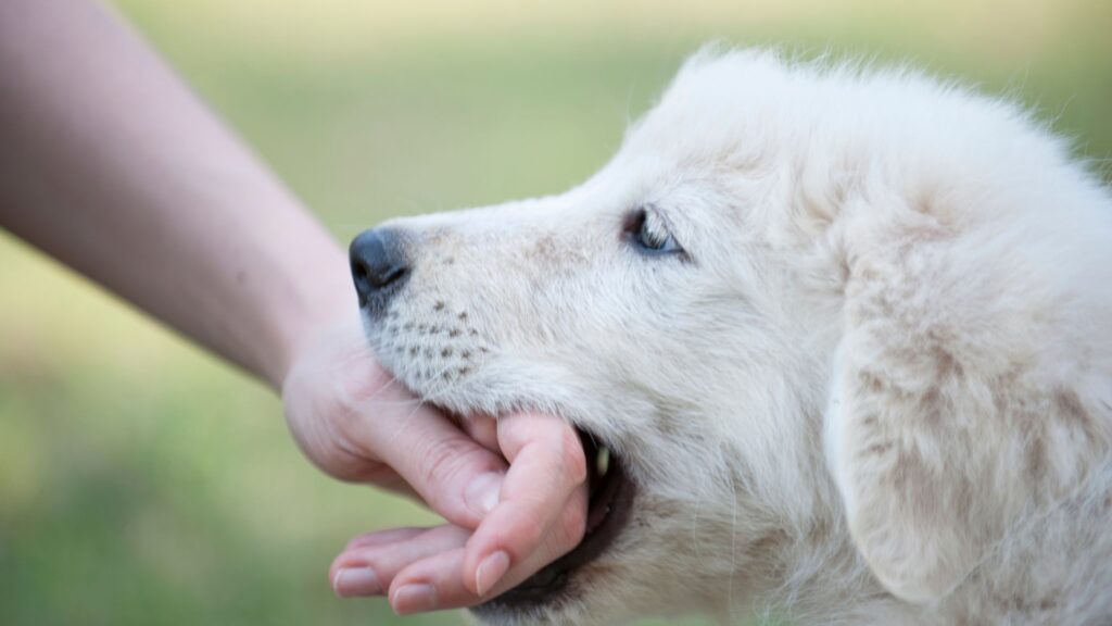 chien qui mordille humain : instinct du chien