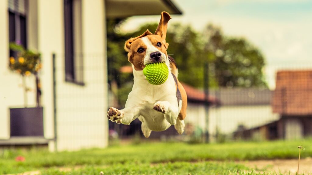 chien au tempérament joueur avec une balle dans la bouche