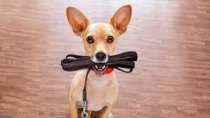 Comportement canin d'un chien qui veut sortir