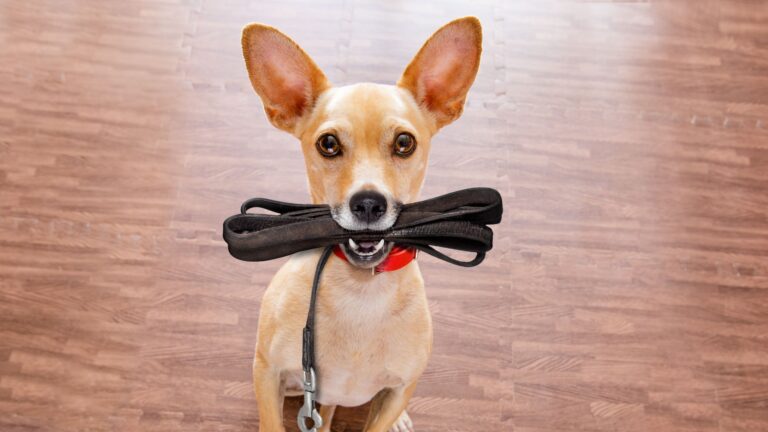 Comportement canin d'un chien qui veut sortir