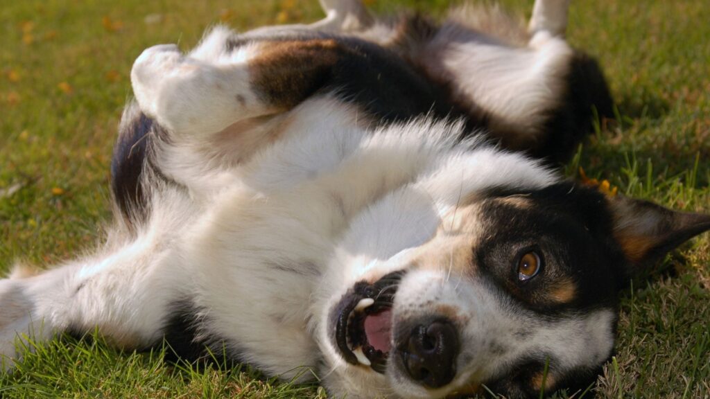 comportement canin : chien qui se couche ur le dos