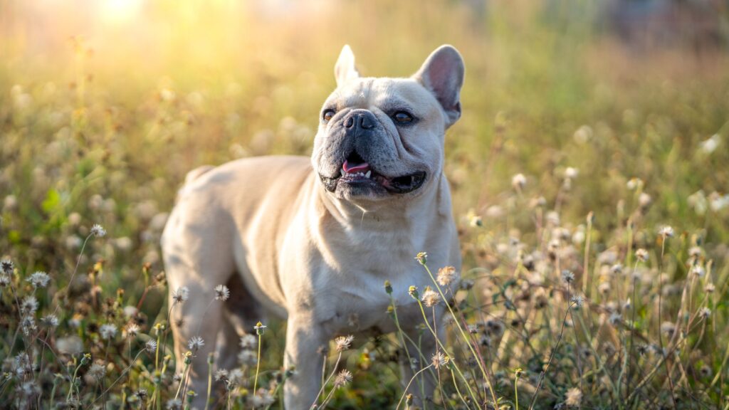 bouledog francais dans une champs