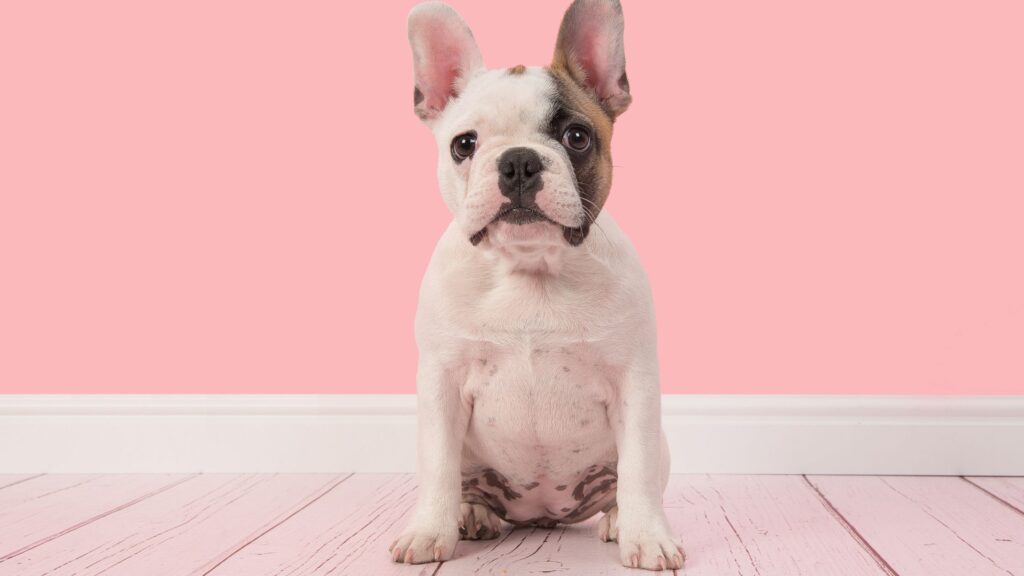 bouledog francais sur fond rose