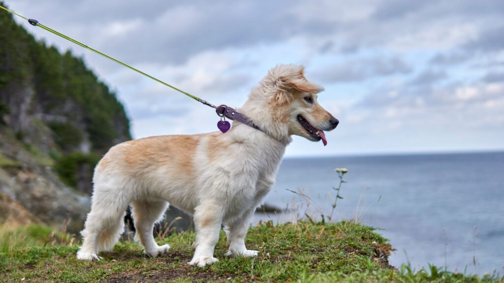 Alopekis : race de chien rare