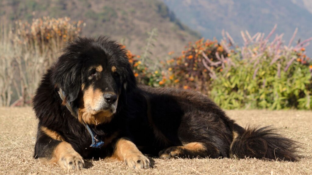 Bhote Kukur : race de chien rare