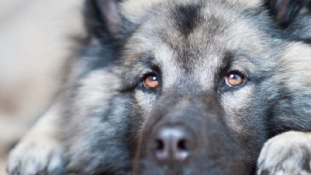 Cane Paratore : race de chien rare