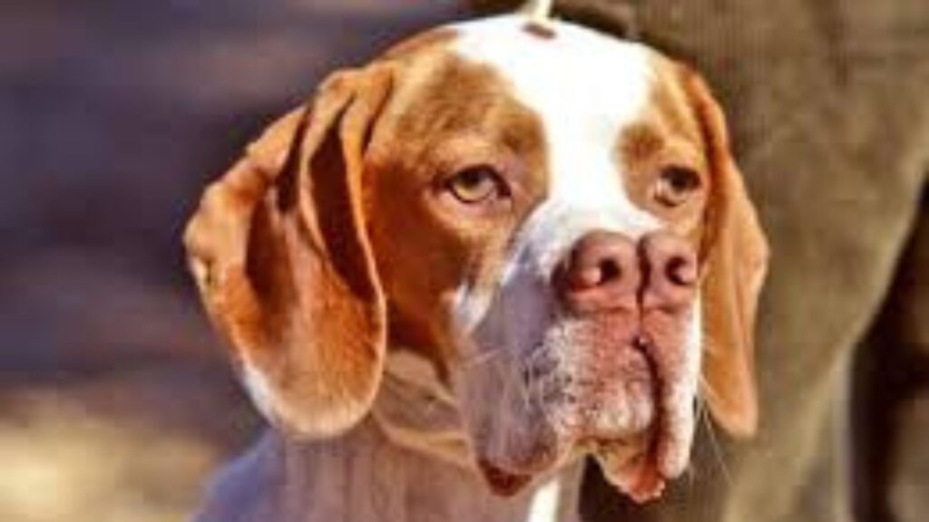 Çatalburun : race de chien rare