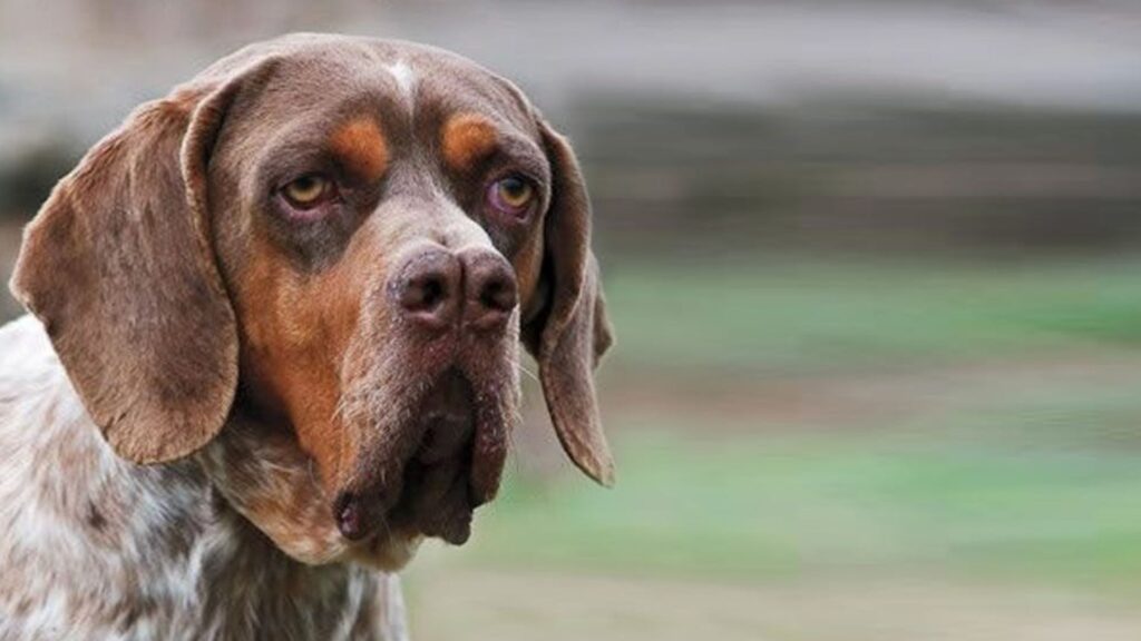 Pachón Navarro : race de chien rare