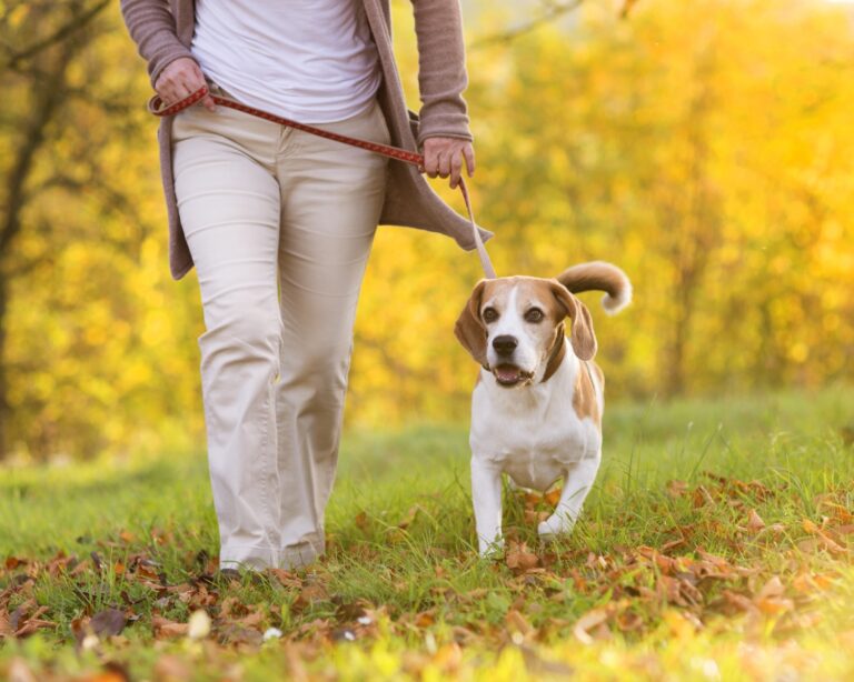 balade éducative canine