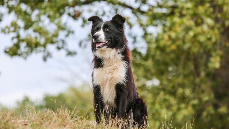 chien de berger sur un coline